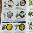 Wildflowers: A folding pocket guide