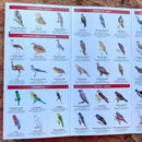 Winton Birds: A folding pocket guide