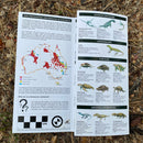 Non-Dinosaurian vertebrates: A folding pocket guide