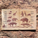 Mega! A new picture book celebrating Australia's megafauna