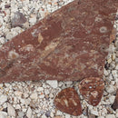 Collectible Archaeocyatha guitar picks