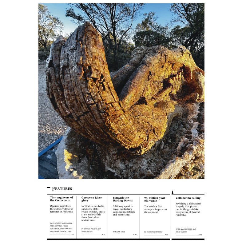 AAOD Journal, Issue 22 (2025)