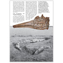 An Ichthyosaur in the paddock by Dr Benjamin Kear