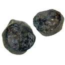 Australian fossil ammonite ("Beudanticeras daintreei")