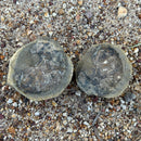 Australian fossil ammonite ("Beudanticeras daintreei")
