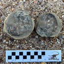 Australian fossil ammonite ("Beudanticeras daintreei")