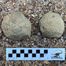 Australian fossil ammonite ("Beudanticeras daintreei")