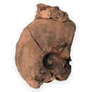 Australian fossil ammonite ("Beudanticeras daintreei")
