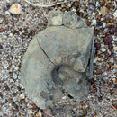 Australian fossil ammonite ("Beudanticeras daintreei")