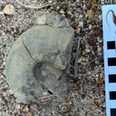 Australian fossil ammonite ("Beudanticeras daintreei")