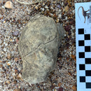 Australian fossil ammonite ("Beudanticeras daintreei")