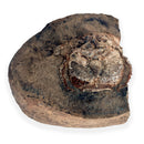 Australian fossil crab ("Lignihomola etheridgei")