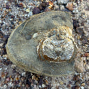Australian fossil crab ("Lignihomola etheridgei")