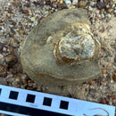 Australian fossil crab ("Lignihomola etheridgei")