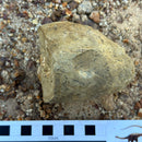 Australian fossil crab ("Lignihomola etheridgei")