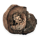 Australian fossil crab ("Lignihomola etheridgei")