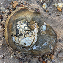 Australian fossil crab ("Lignihomola etheridgei")