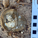 Australian fossil crab ("Lignihomola etheridgei")