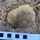 Australian fossil crab ("Lignihomola etheridgei")