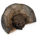 Australian fossil crab ("Lignihomola etheridgei")