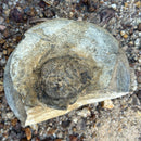 Australian fossil crab ("Lignihomola etheridgei")