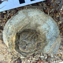 Australian fossil crab ("Lignihomola etheridgei")
