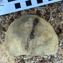 Australian fossil crab ("Lignihomola etheridgei")