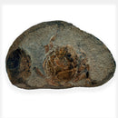 Australian fossil crab ("Lignihomola etheridgei")