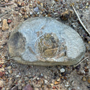 Australian fossil crab ("Lignihomola etheridgei")