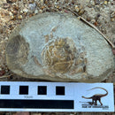 Australian fossil crab ("Lignihomola etheridgei")