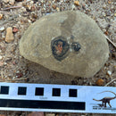 Australian fossil crab ("Lignihomola etheridgei")