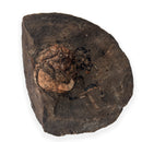 Australian fossil crab ("Lignihomola etheridgei")