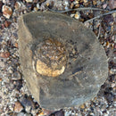 Australian fossil crab ("Lignihomola etheridgei")