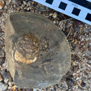 Australian fossil crab ("Lignihomola etheridgei")