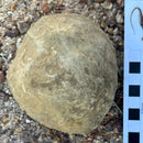 Australian fossil crab ("Lignihomola etheridgei")