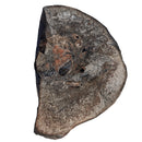 Australian fossil crab ("Lignihomola etheridgei")