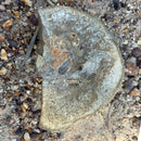 Australian fossil crab ("Lignihomola etheridgei")