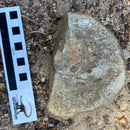 Australian fossil crab ("Lignihomola etheridgei")