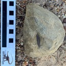 Australian fossil crab ("Lignihomola etheridgei")