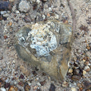Australian fossil crab ("Lignihomola etheridgei")