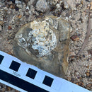 Australian fossil crab ("Lignihomola etheridgei")