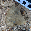 Australian fossil crab ("Lignihomola etheridgei")