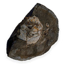 Australian fossil crab ("Lignihomola etheridgei")