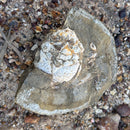 Australian fossil crab ("Lignihomola etheridgei")