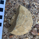 Australian fossil crab ("Lignihomola etheridgei")