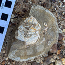 Australian fossil crab ("Lignihomola etheridgei")