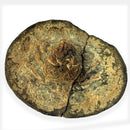 Australian fossil crab ("Lignihomola etheridgei")