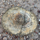 Australian fossil crab ("Lignihomola etheridgei")