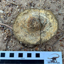 Australian fossil crab ("Lignihomola etheridgei")