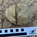 Australian fossil crab ("Lignihomola etheridgei")